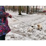 Automata visszahúzható póráz, 5 m hosszú kutyáknak vagy macskáknak 14 kg-ig - Kép 8
